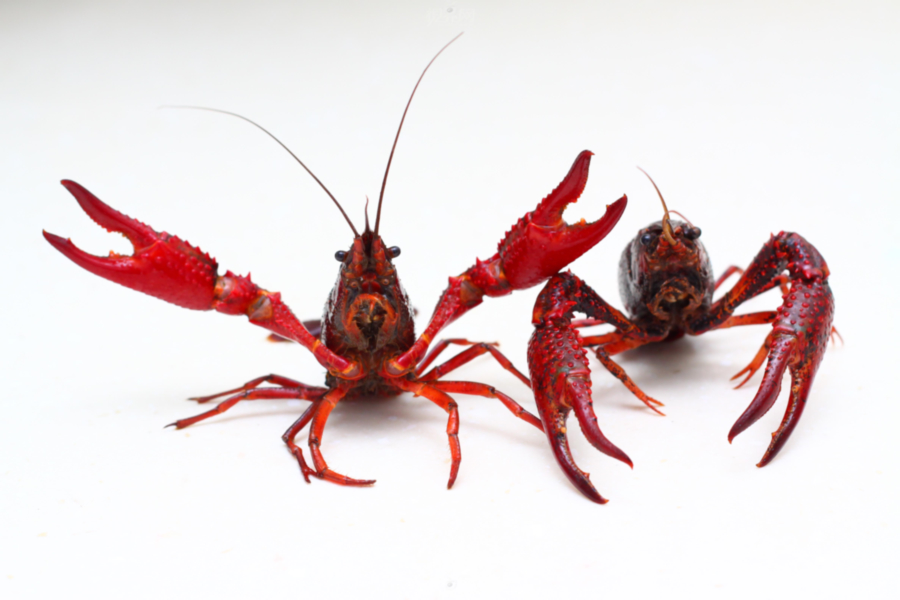 白癜风患者谨记:皮皮虾、小龙虾, 我们统统都不约!